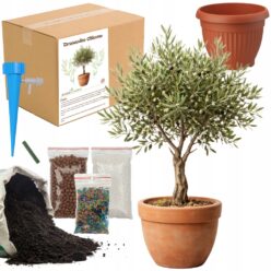 ZESTAW DO UPRAW Oliwka Nasiona Ziemia Drzewko Oliwne MAŁY OGRODNIK BIO EKO