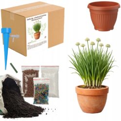 ZESTAW DO UPRAW Cebula Siedmiolatka Szczypiorek Nasiona MAŁY OGRODNIK BIO