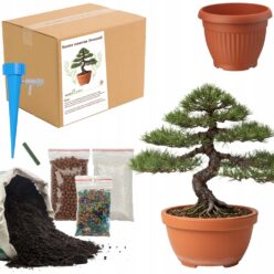 ZESTAW DO UPRAW SOSNA CZARNA BONSAI Doniczka Nasiona Ziemia OGRODNIK BIO