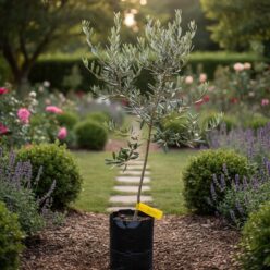 DRZEWKO OLIWNE DO DOMU OGRODU 2-3 LETNIE Olea Oblica Długowieczna Chorwacka