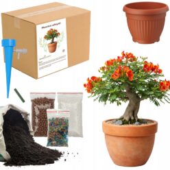 ZESTAW DO UPRAW PŁOMIEŃ AFRYKI BONSAI Doniczka Nasiona Ziemia OGRODNIK BIO