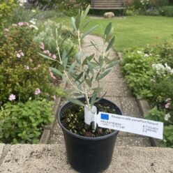 DRZEWKO OLIWNE DO DOMU OGRODU JEDNOROCZNA Olea Cipressino WŁOSKA