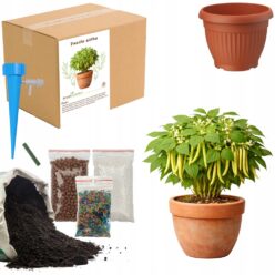 ZESTAW DO UPRAW FASOLA ŻÓŁTA Doniczka Nasiona ziemia MAŁY OGRODNIK BIO EKO