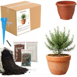 ZESTAW DO UPRAW ROZMARYN DIY Doniczka Nasiona Ziemia Rośliny OGRODNIK BIO