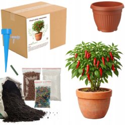 ZESTAW DO UPRAW PAPRYKA CAYENNE Doniczka Nasiona ziemia MAŁY OGRODNIK BIO